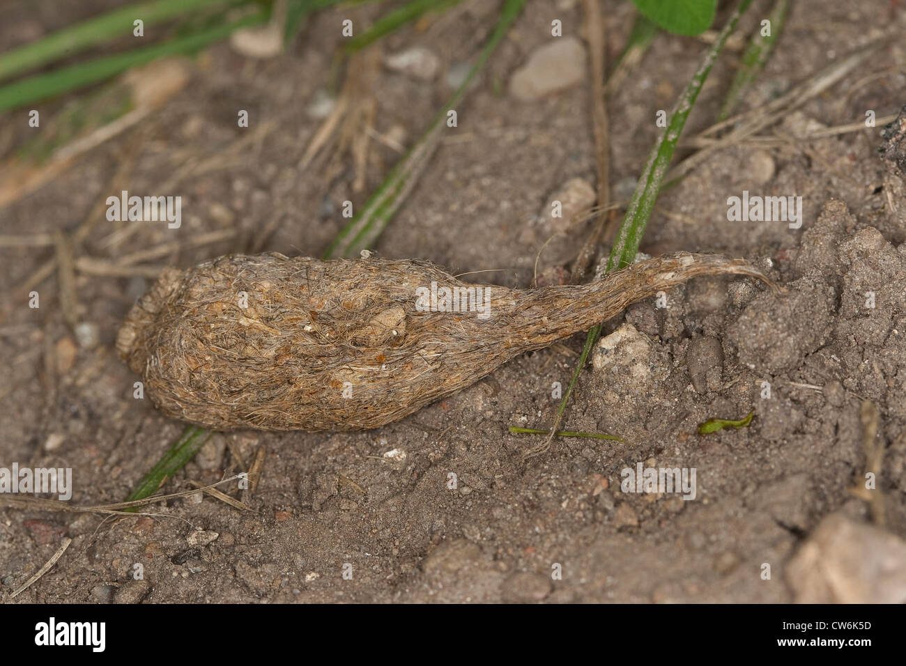 carrion crow (Corvus corone), pellet lying on soil, Germany Stock Photo