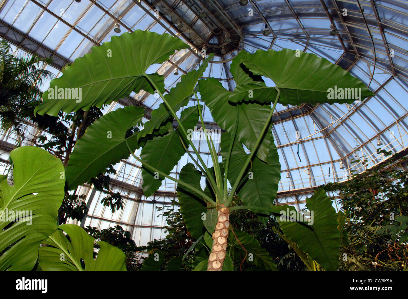 Berlin, Large tropical greenhouse at the Botanical Garden Stock Photo