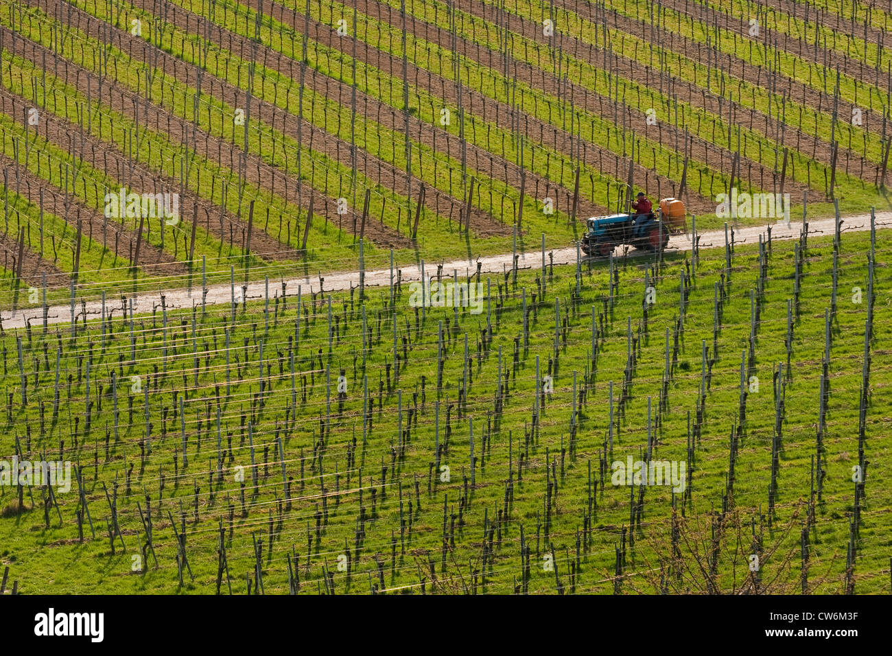 tractor with plant protectant driving through a vineyard, Germany, Baden-Wuerttemberg, Kaiserstuhl Stock Photo