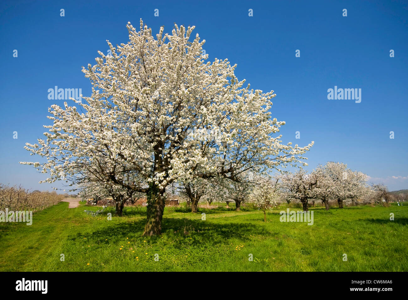 wild cherry, sweet cherry, gean, mazzard (Prunus avium), blooming ...
