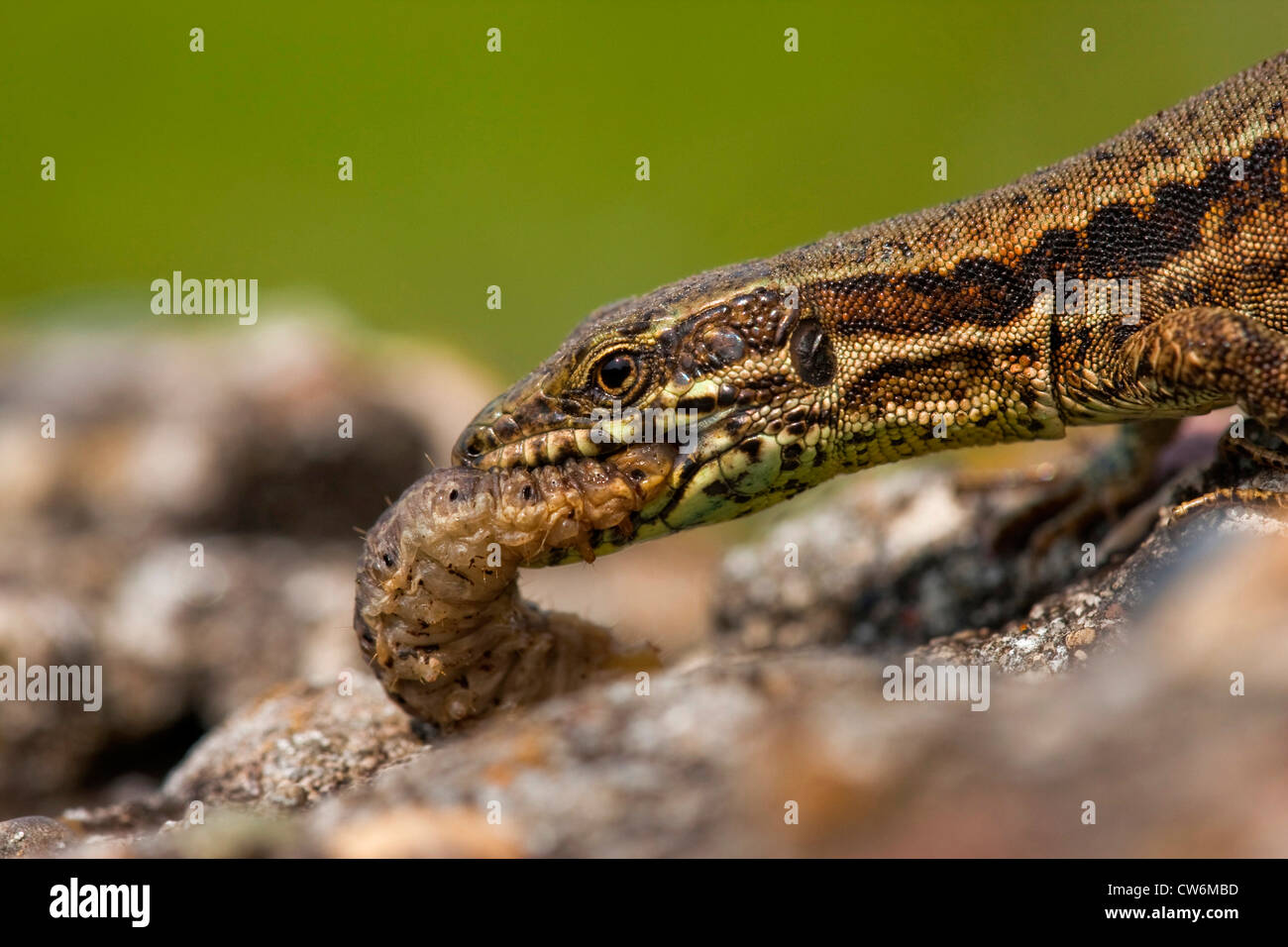 Lizard eating caterpillar hires stock photography and images Alamy