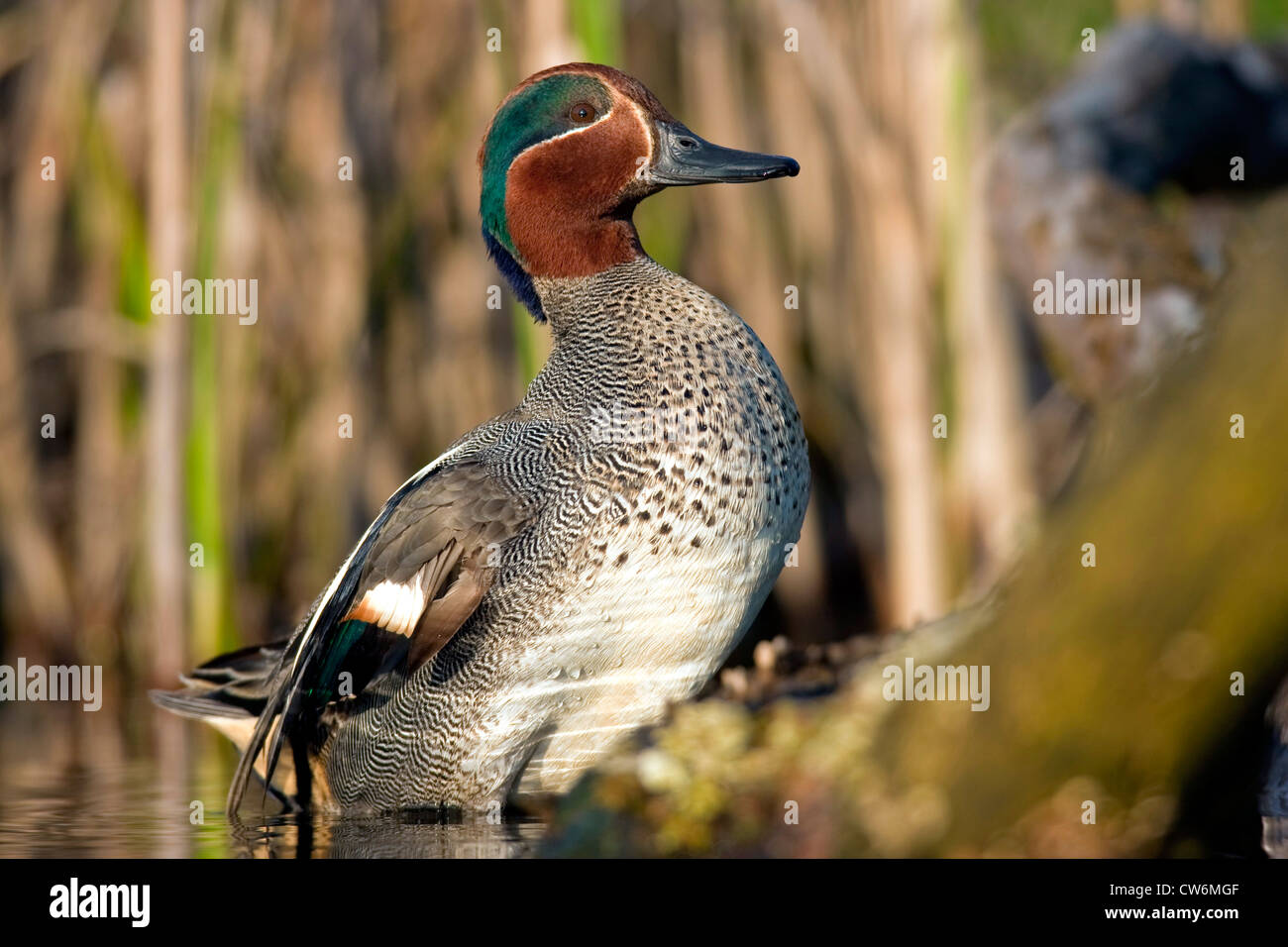 green-winged teal (Anas crecca), male sitting on a pond shore, Germany, Rhineland-Palatinate Stock Photo