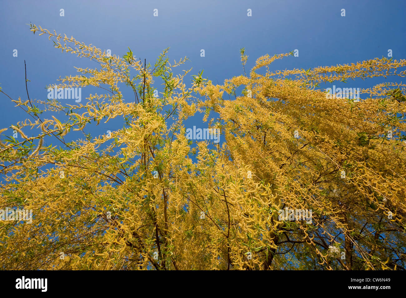 Golden Weeping Willow (Salix x spulcralis 'Chrysocoma', Salix x chrysocoma, Salix chrysocoma), hanging twigs, blooming, Germany, Baden-Wuerttemberg Stock Photo