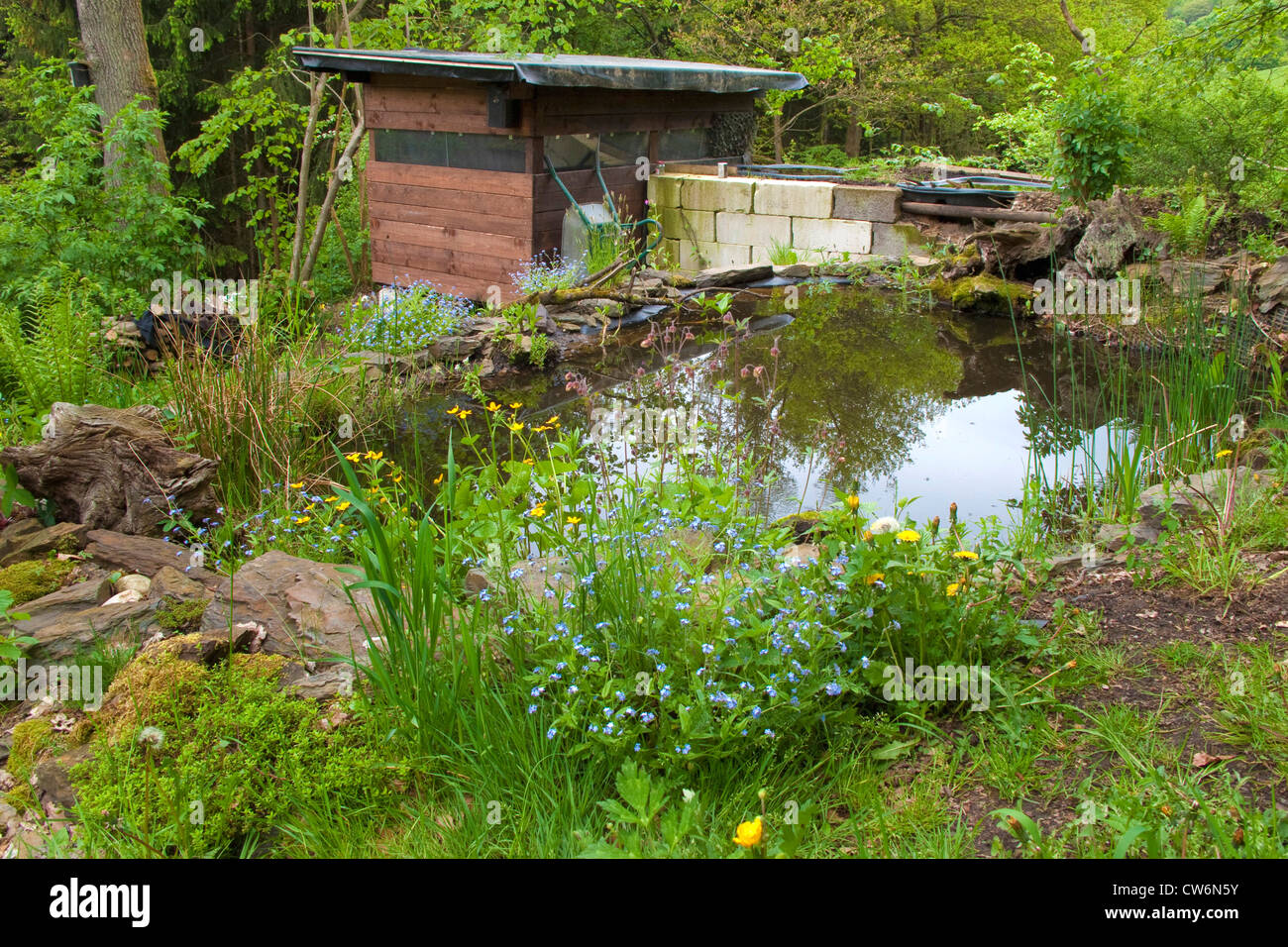 garden pond, Germany, Rhineland-Palatinate Stock Photo