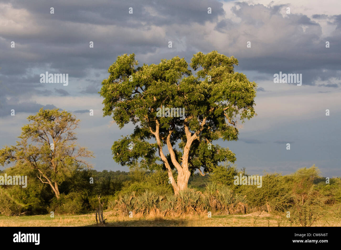 stormy atmosphere at Mahango National Park, Namibia, Caprivi, Mahango NP Stock Photo
