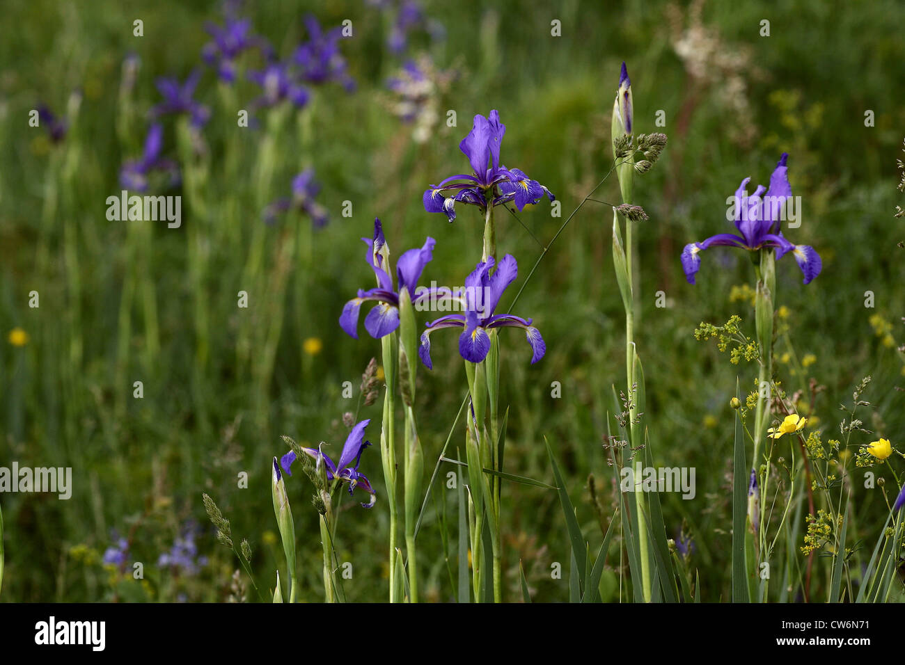 Iris spuria (Iris spuria), blooming, Germany, Rhineland-Palatinate, NSG Laubenheim Stock Photo