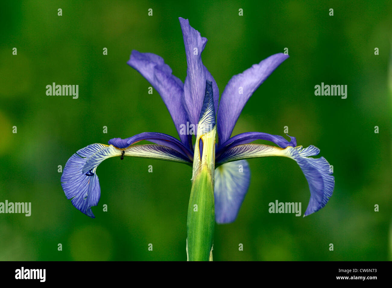 Iris spuria (Iris spuria), flower, Germany, Rhineland-Palatinate, NSG Laubenheim Stock Photo