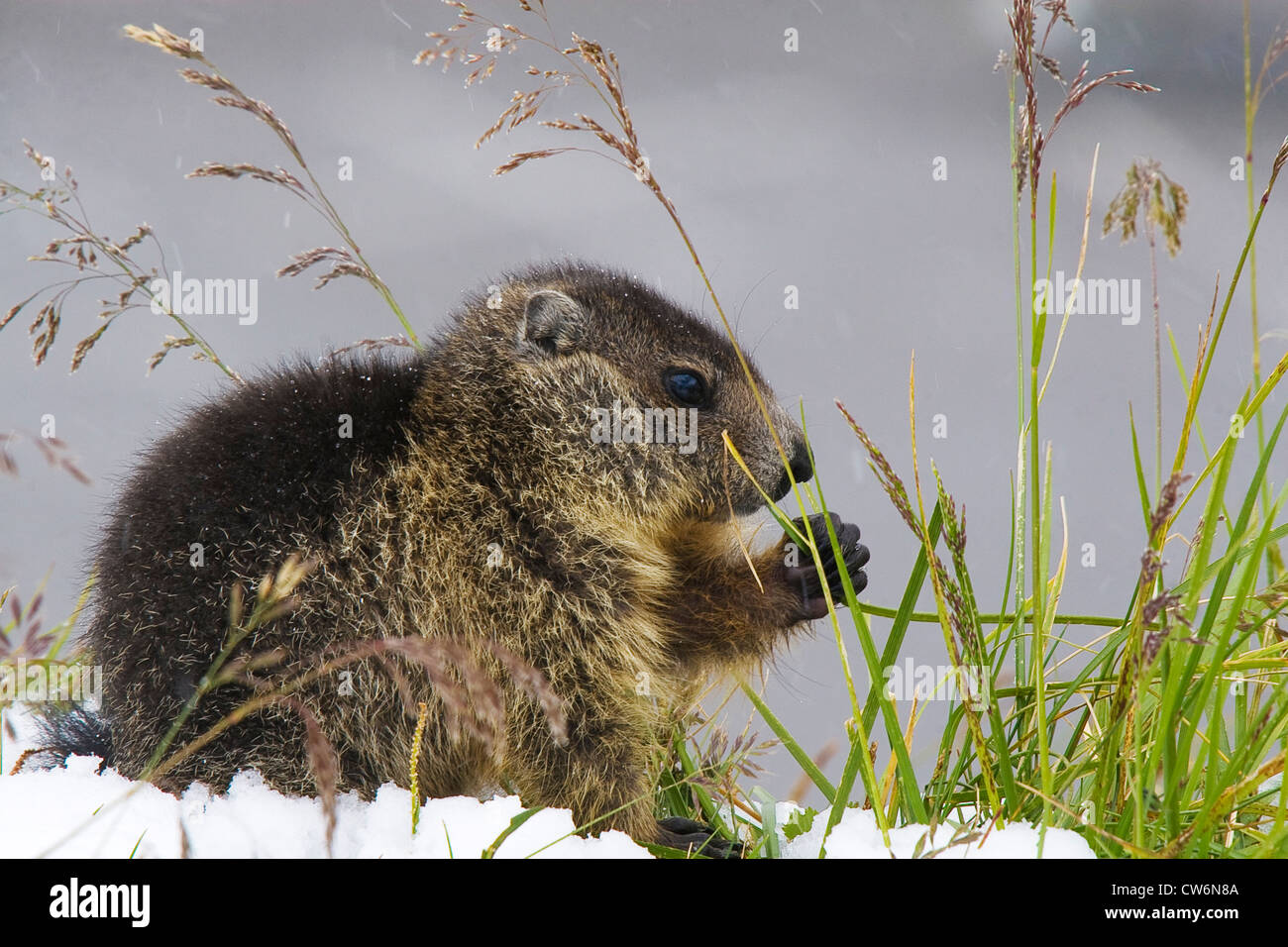 alpine marmot (Marmota marmota), feeding on grass, Austria, NP Hohe Tauern, Grossglockner Stock Photo