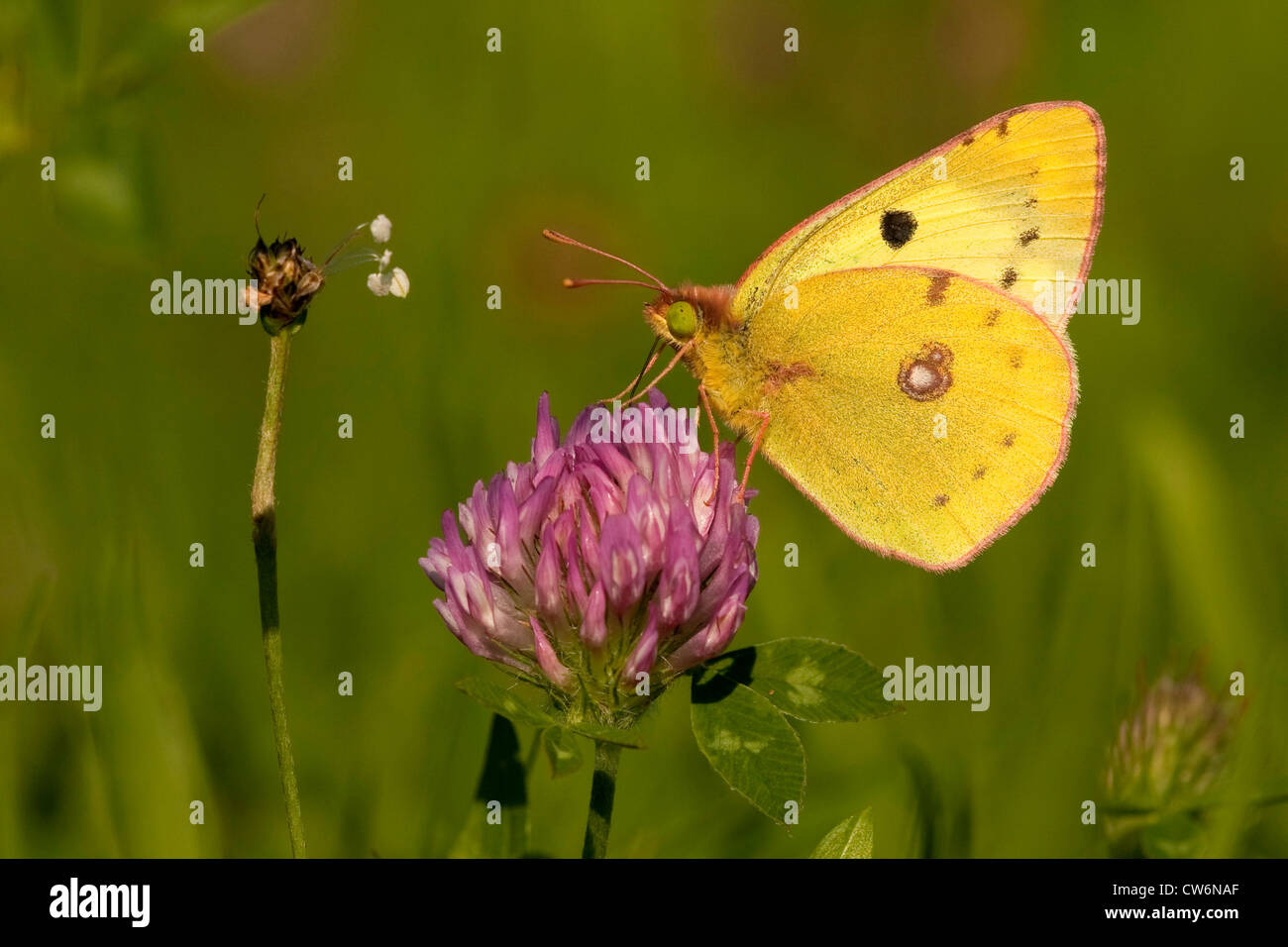 pale clouded yellow (Colias hyale), red clover, Trifolium pratense, Germany, Rhineland-Palatinate Stock Photo