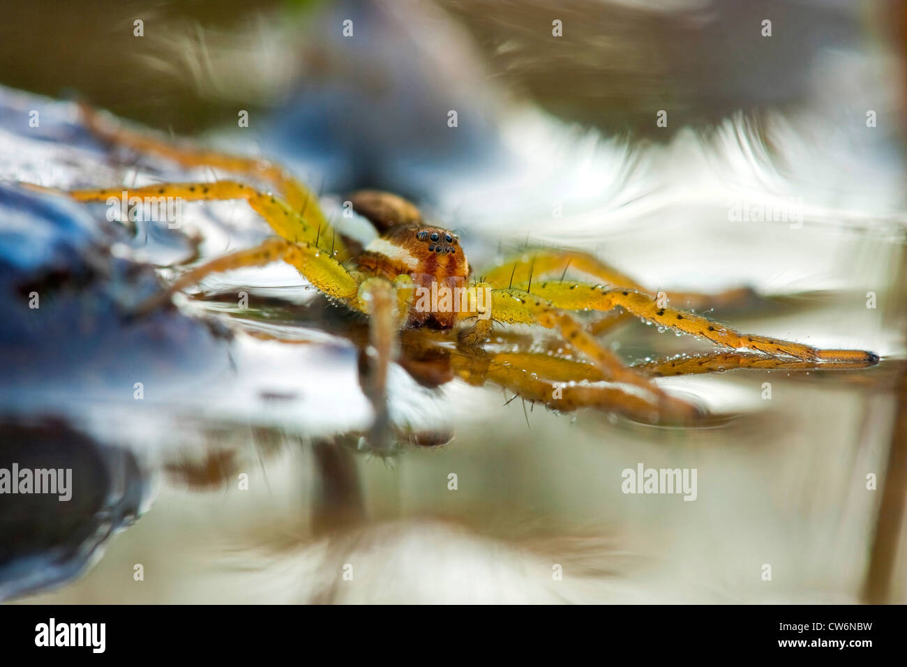 Stretch spider hi-res stock photography and images - Page 3 - Alamy