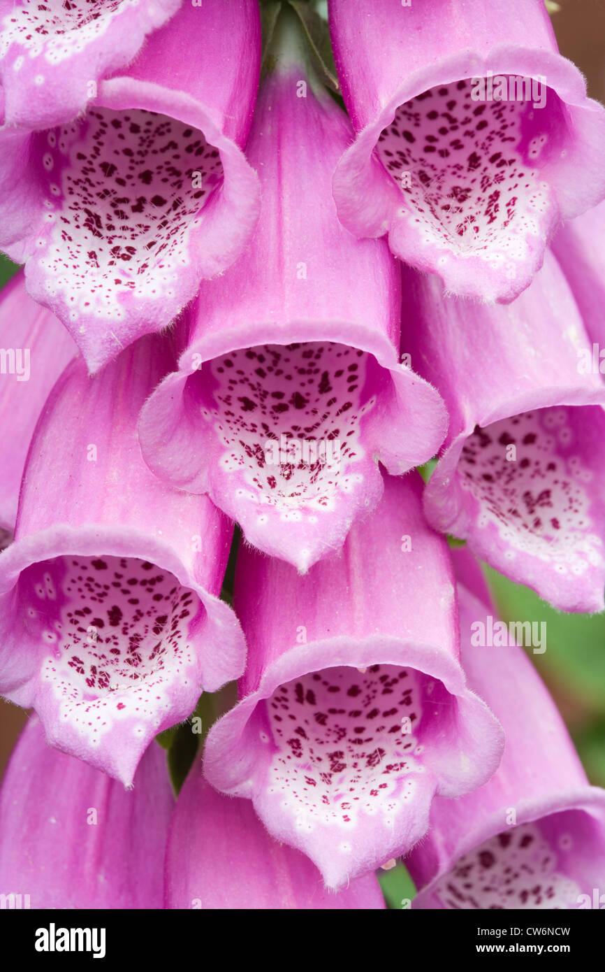 Foxglove, Digitalis purpurea. UK. Stock Photo
