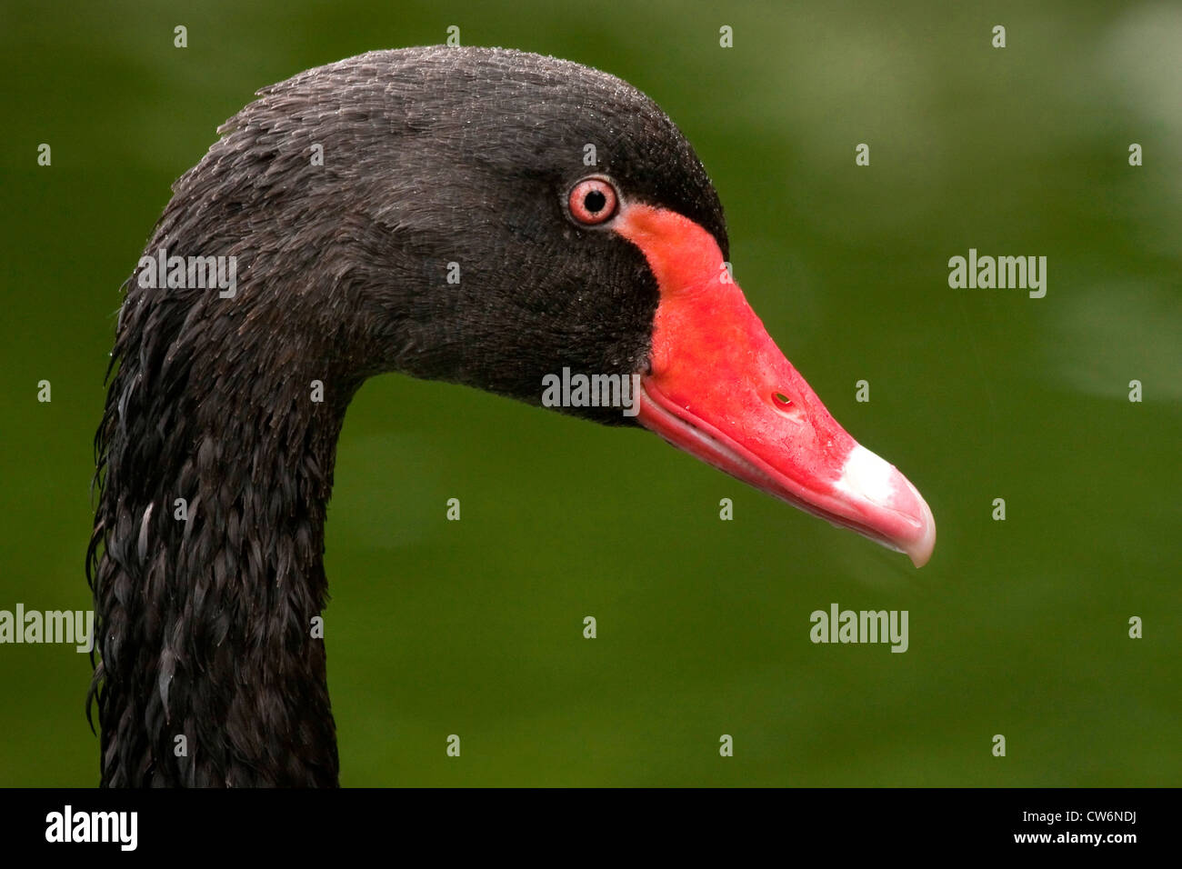 black swan (Cygnus atratus), portrait Stock Photo