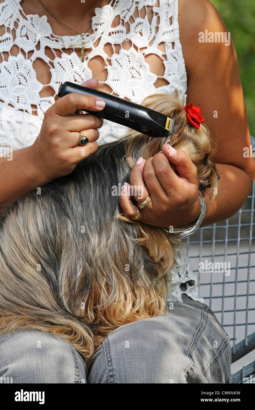 Yorkshire Terrier (Canis lupus f. familiaris), female cutting the hair of her dog on a bench in the park Stock Photo
