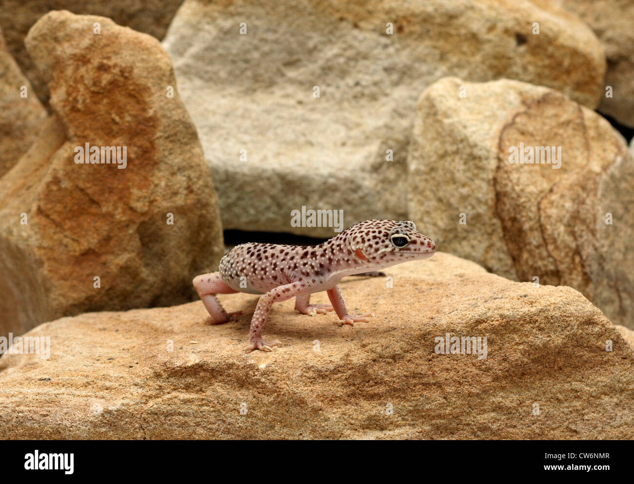 Leopard gecko (Eublepharis macularius), standing on a stone Stock Photo