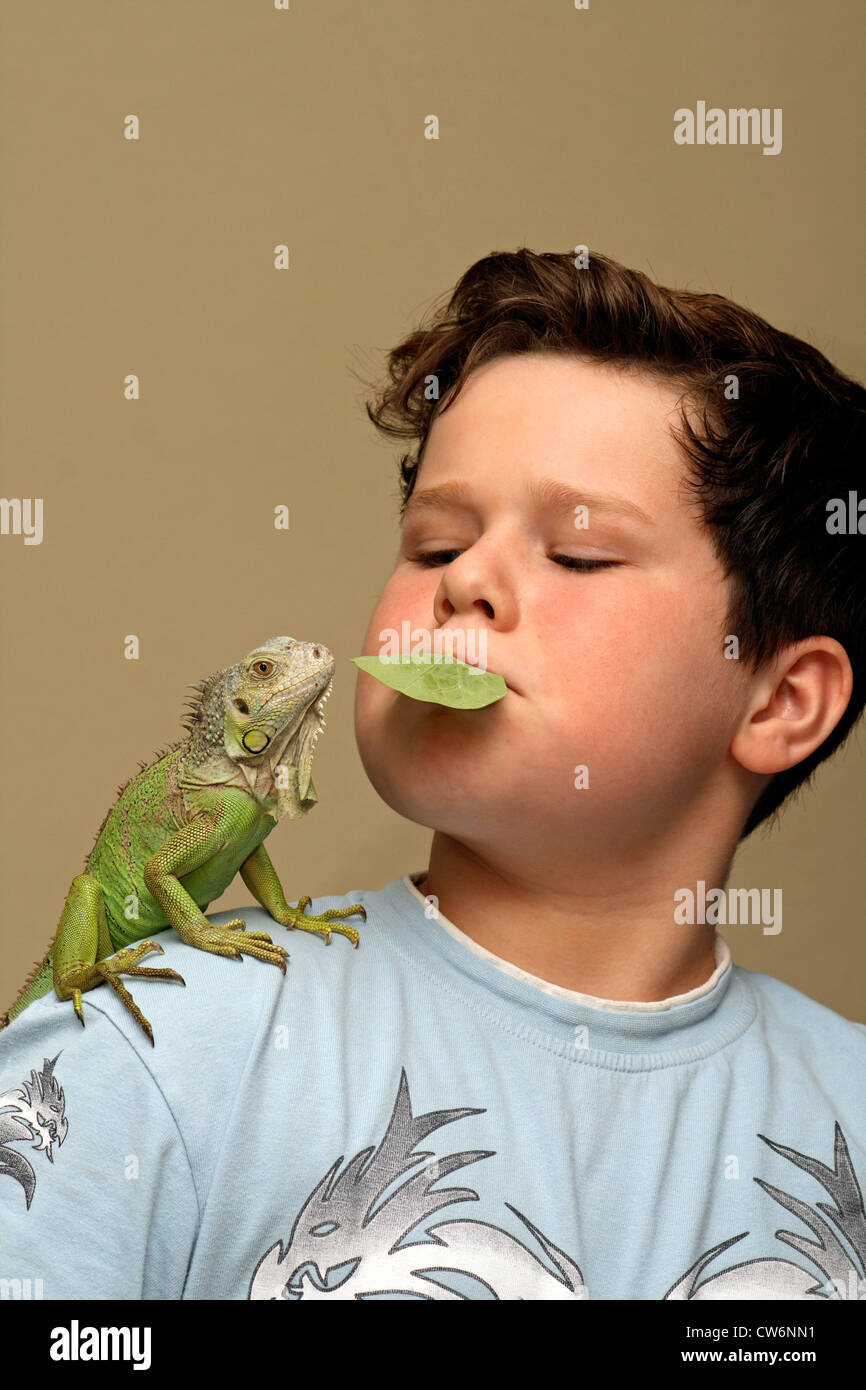 green iguana, common iguana (Iguana iguana), 18 month old male on the sholder of a boy Stock Photo