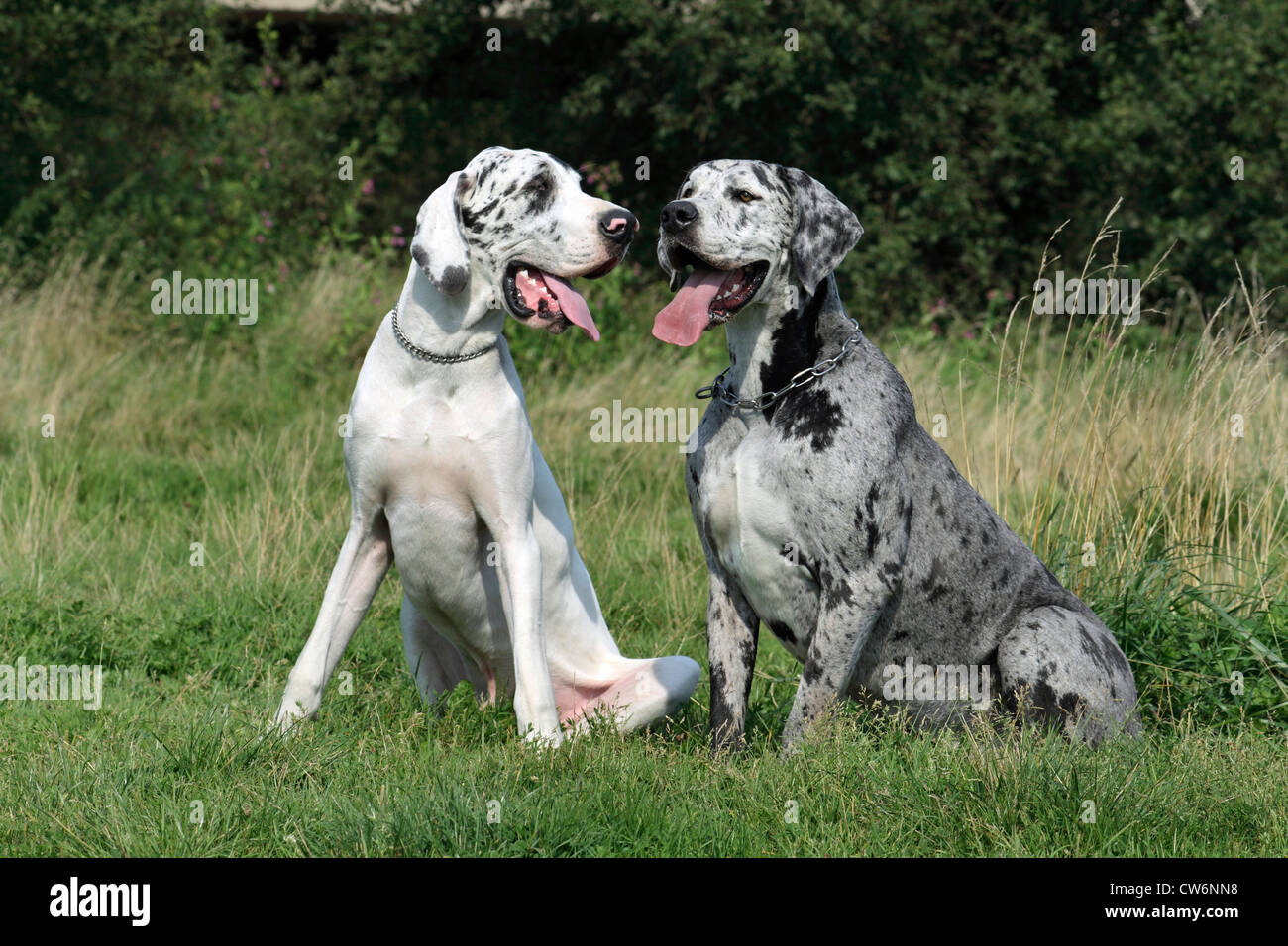 Great Dane (Canis lupus f. familiaris), two Great Danes sitting next to each other on a meadow. Tiger Dane and White Dane Stock Photo