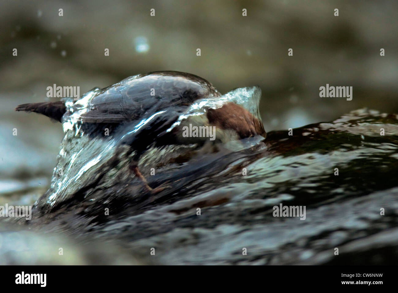 dipper (Cinclus cinclus), standing in a creek searching for prey with head under water, Germany, Rhineland-Palatinate Stock Photo