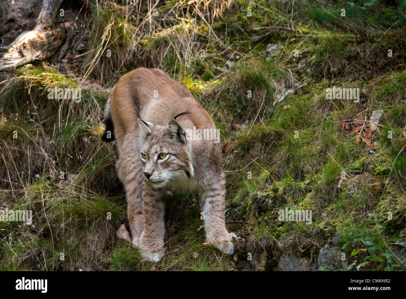 Eurasian lynx (Lynx lynx), adult at a slope, Germany Stock Photo