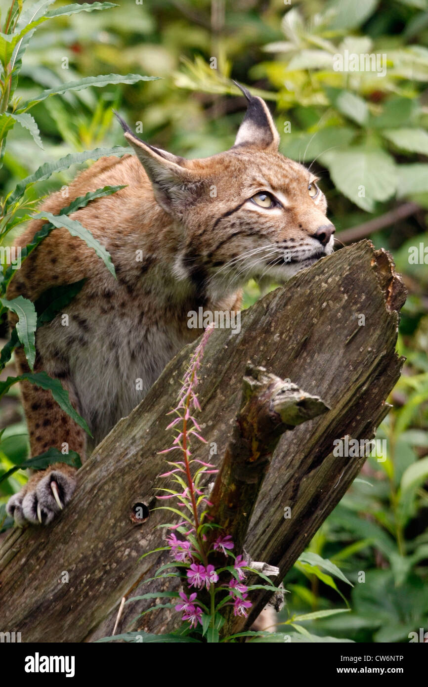 Eurasian lynx (Lynx lynx), looking for prey Stock Photo