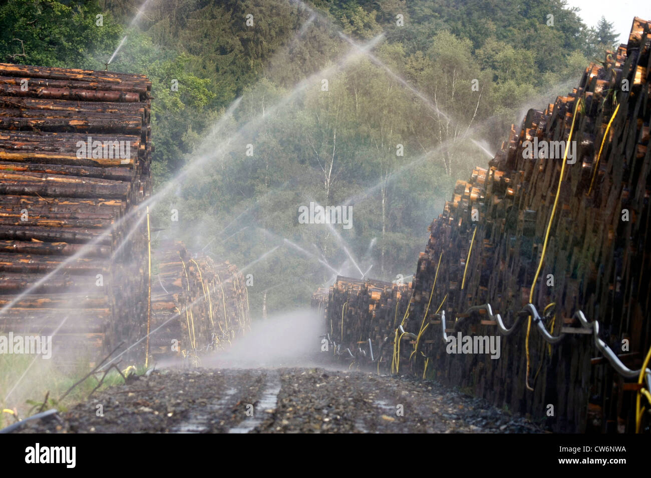 wet wood storage, Germany Stock Photo Alamy