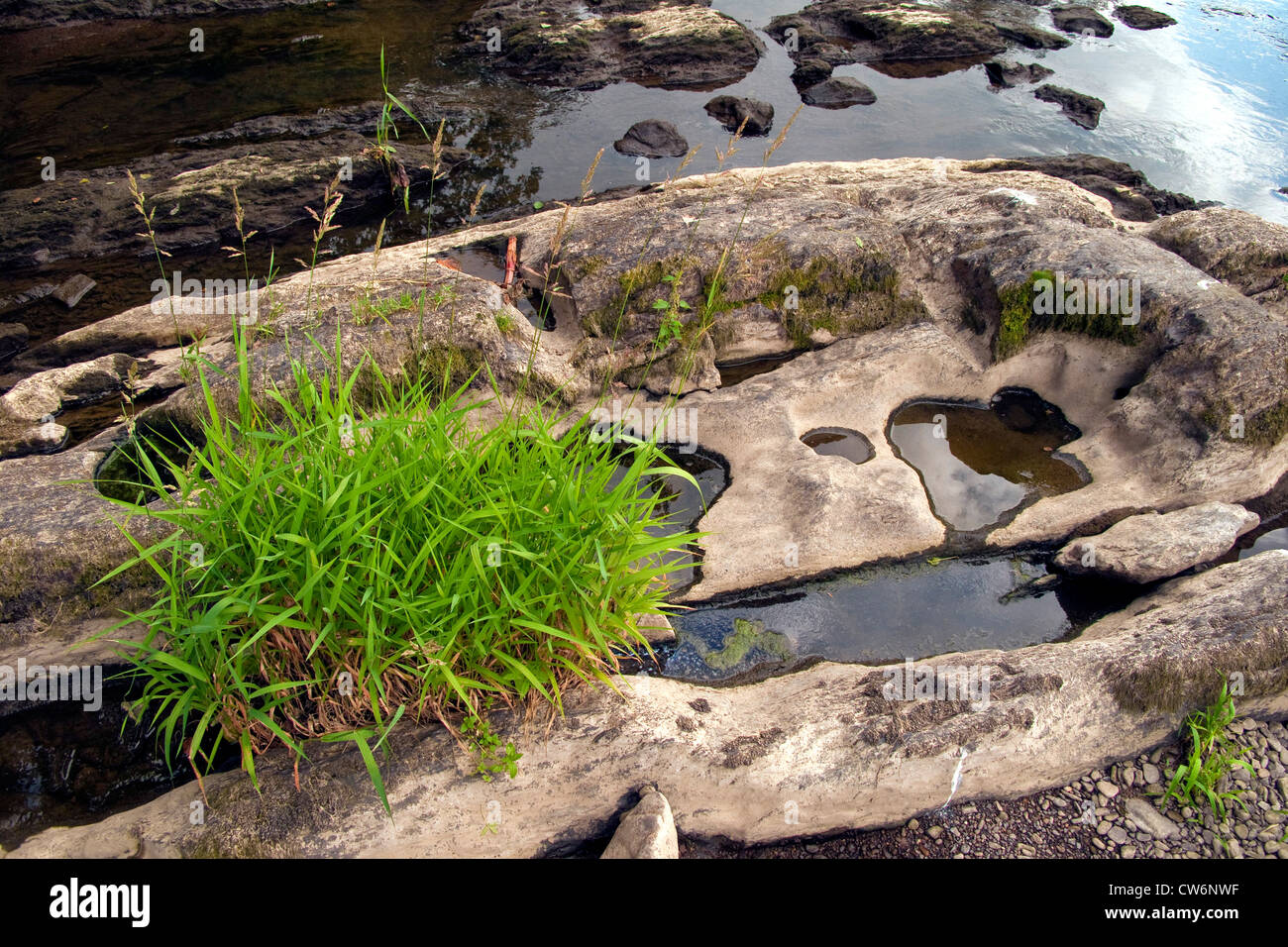 grass at the shore of a riverbed, Germany, Rhineland-Palatinate Stock Photo