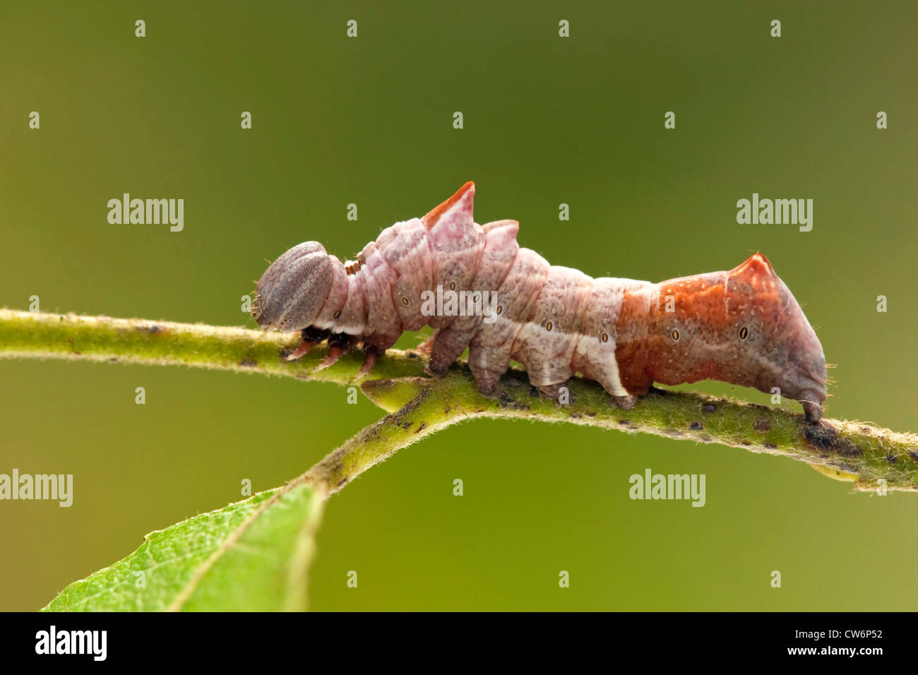 pebble prominent (Eligmodonta ziczac, Notodonta ziczac), caterpillar on a twig, Germany, Rhineland-Palatinate Stock Photo