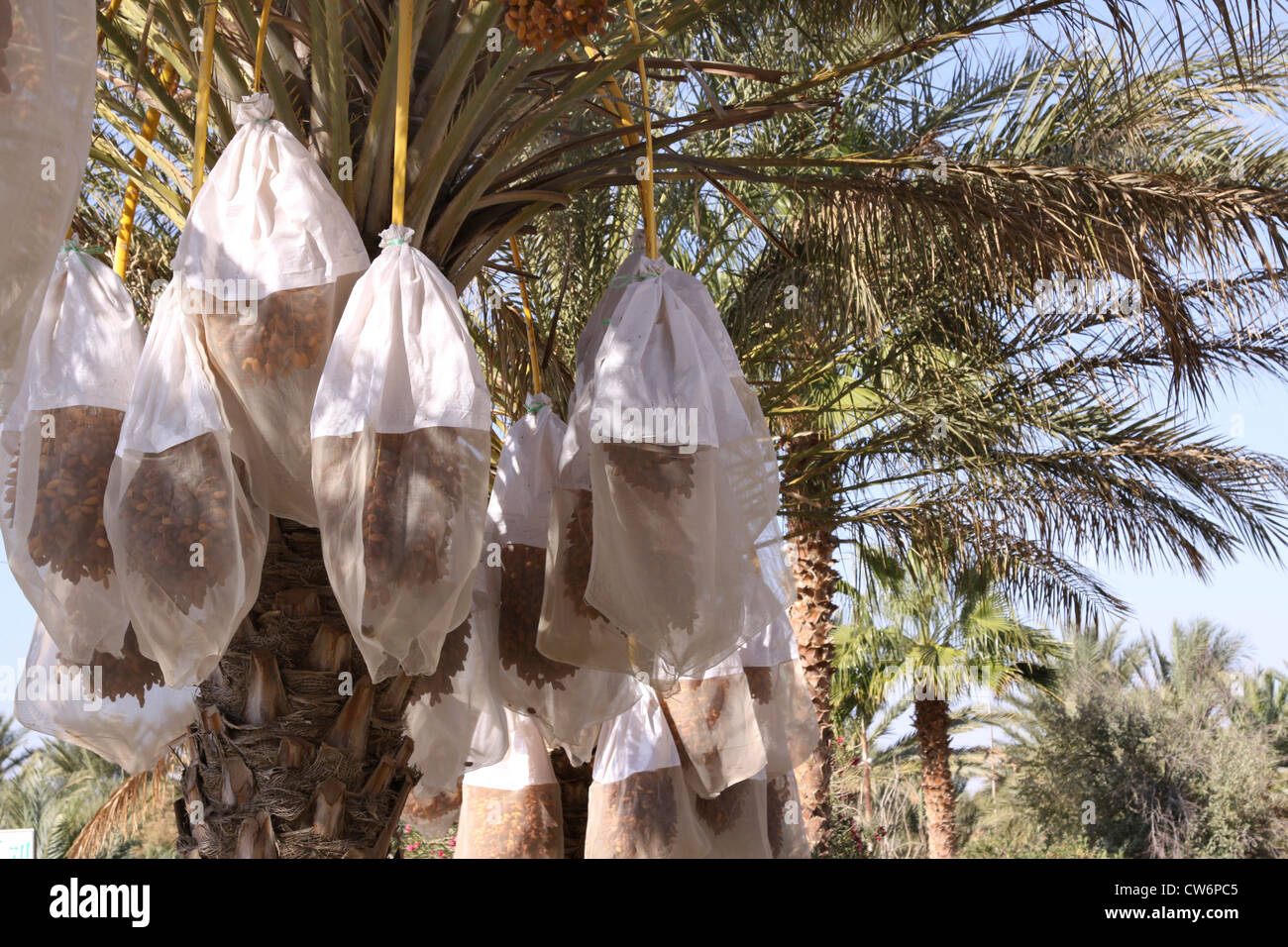 Tree wrapped in protective covers hires stock photography and images