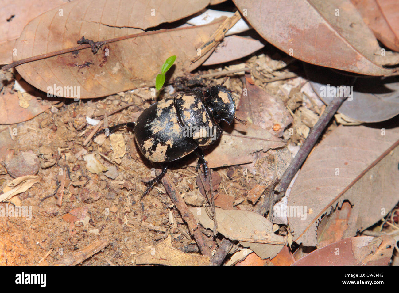 dung beetles (Geotrupidae), among dry leaves, Thailand, Phuket, Khao Sok NP Stock Photo