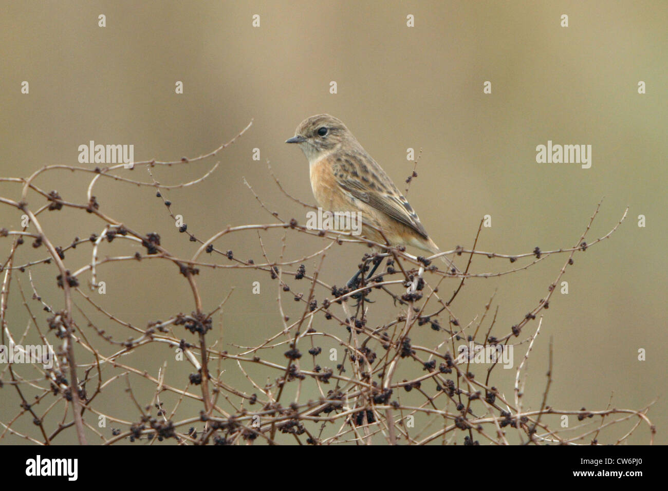 whinchat (Saxicola rubetra), female on a bush, Turkey, Antalya Stock Photo