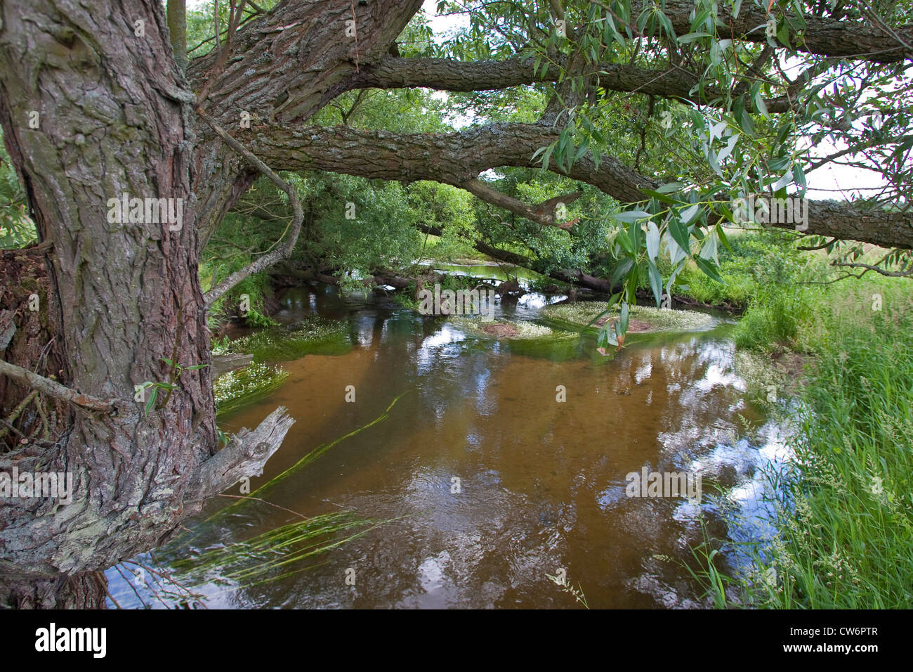 natural lowland stream with willows and hydrophytes, Germany Stock Photo