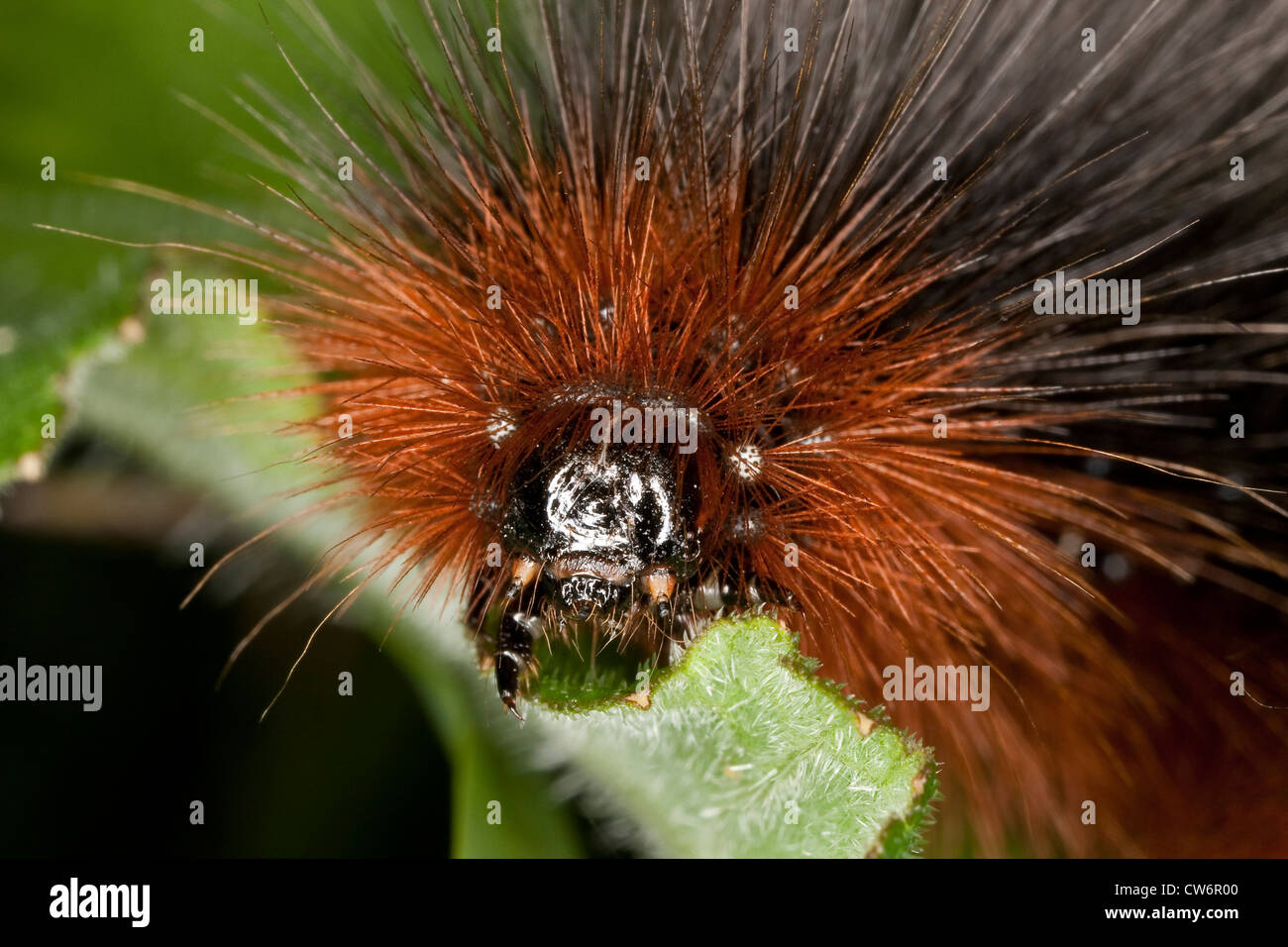 garden tiger (Arctia caja), caterpillar feeding on a leaf, Germany Stock Photo