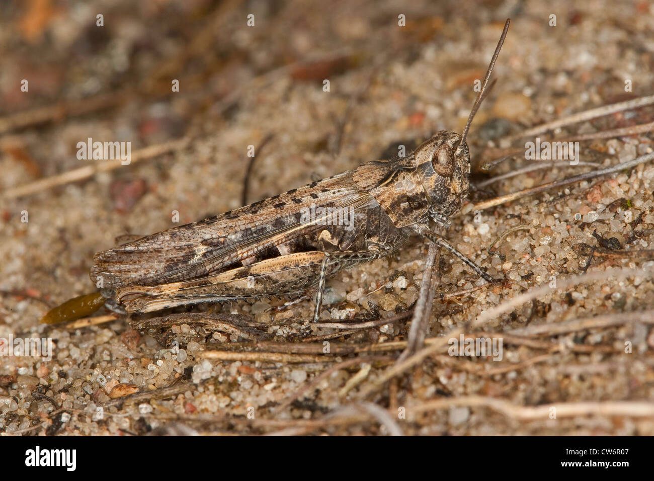 field grasshopper, common field grasshopper (Chorthippus brunneus, Glyptobothrus brunneus, Chorthippus bicolor, Stauroderus brunneus), sitting in the sand, Germany Stock Photo