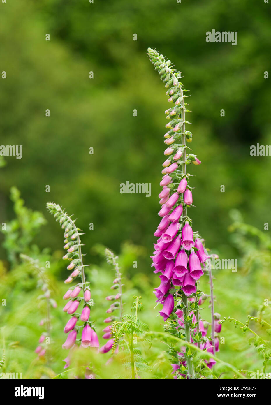 Foxglove, Digitalis purpurea. UK. Stock Photo