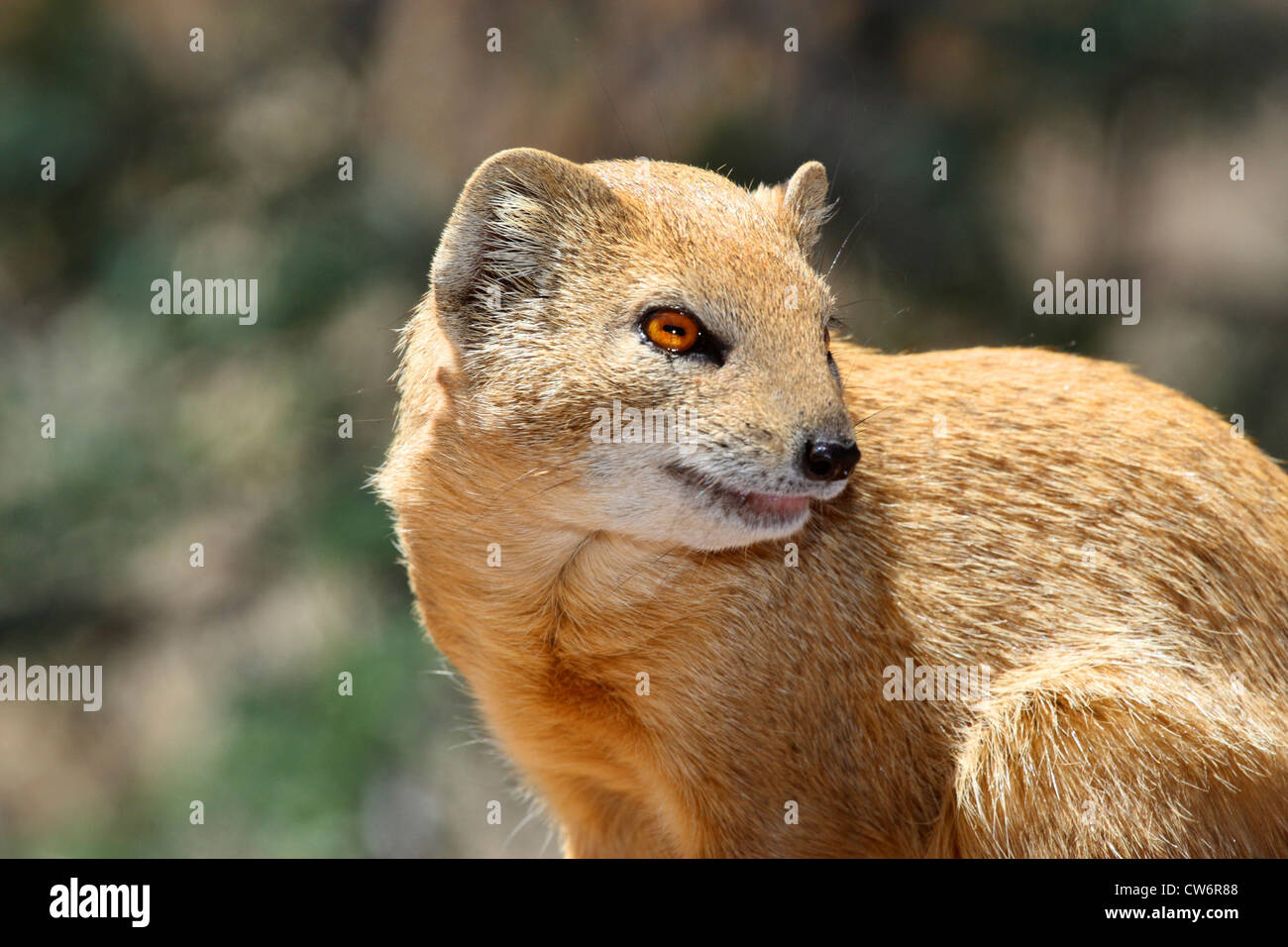 yellow mongoose (Cynictis penicillata), portrait, South Africa, Kgalagadi Transfrontier NP Stock Photo