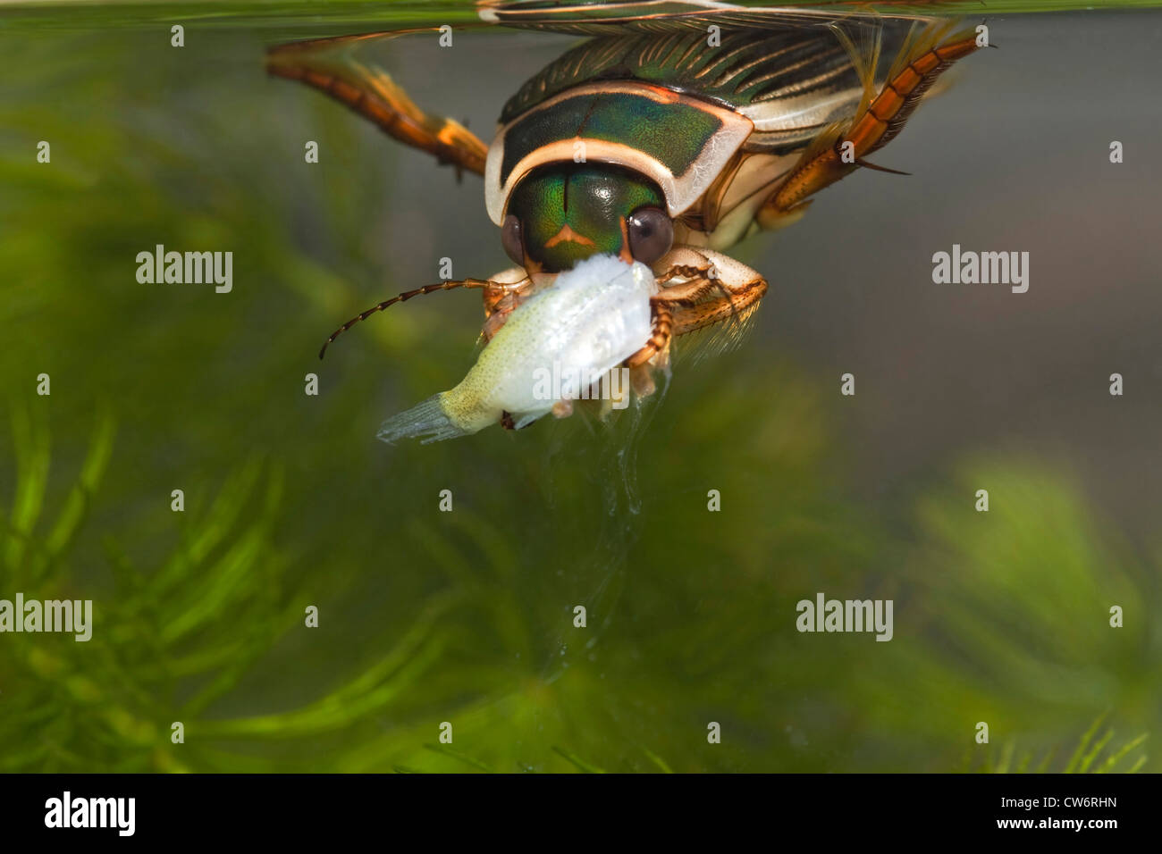 great diving beetle (Dytiscus marginalis), female feeding on a little fish, Germany, Schleswig-Holstein Stock Photo