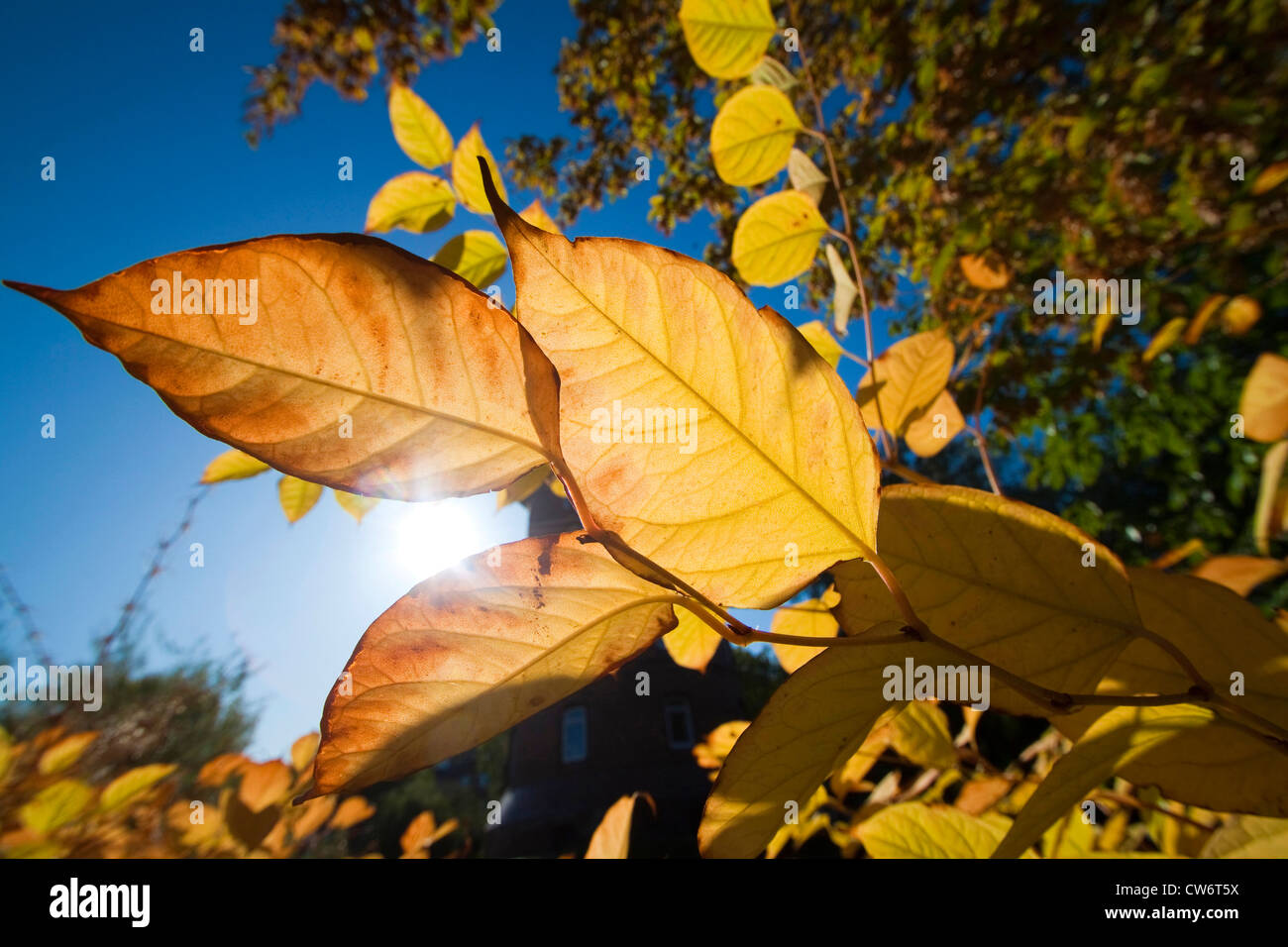 Japanese Knotweed (Fallopia japonica, Reynoutria japonica), leaves in backlight, Germany, Lower Saxony Stock Photo