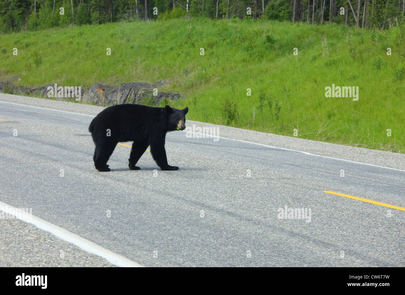 American black bear (Ursus americanus), on a road, Canada Stock Photo