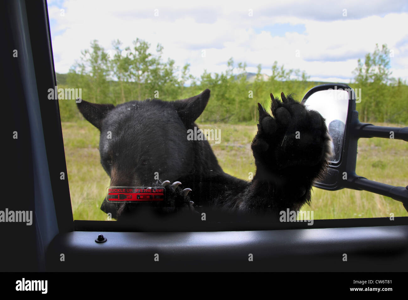 American black bear (Ursus americanus), on a road, Canada Stock Photo