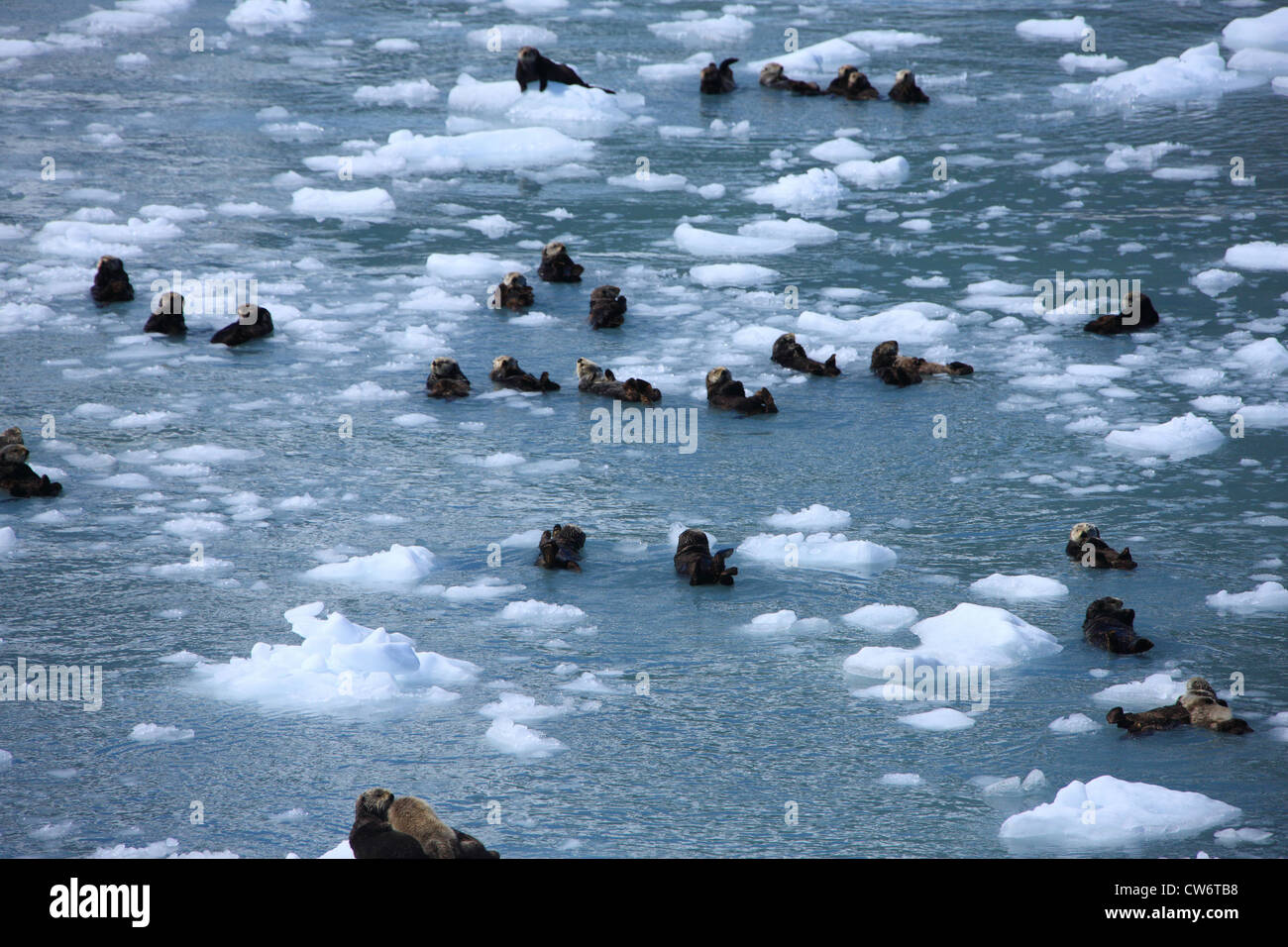 sea otter (Enhydra lutris), in Prince William Sound, USA, Alaska Stock Photo