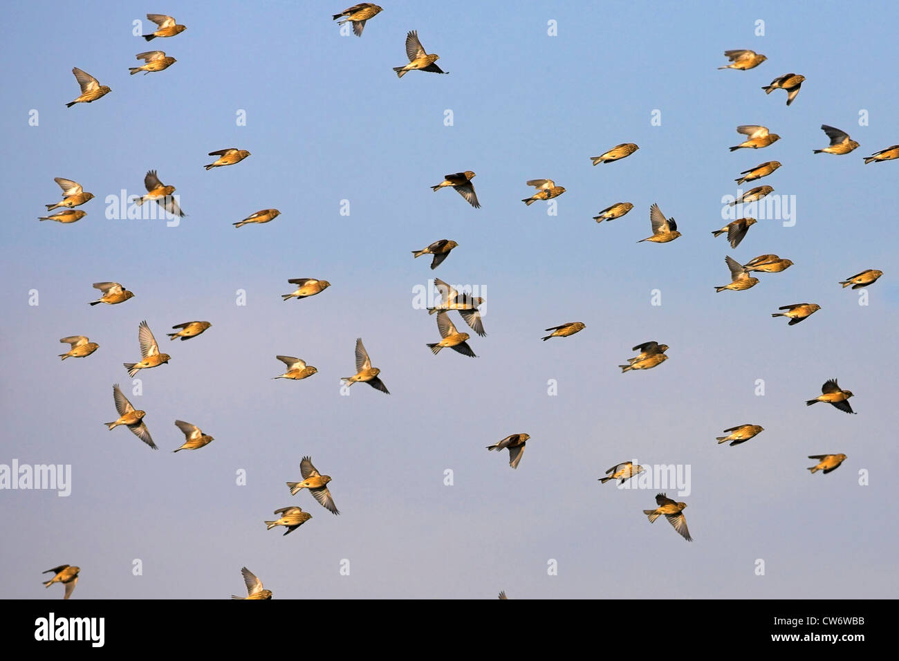 Flying Flock Mcphoto High Resolution Stock Photography and Images - Alamy