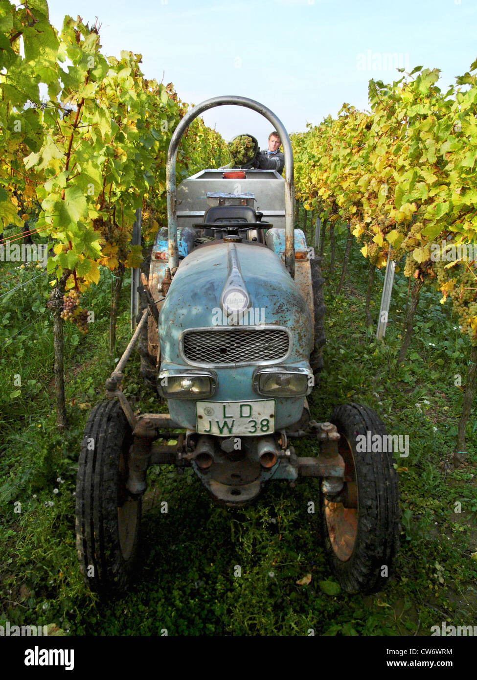 grape-vine, vine (Vitis vinifera), old tractor between grapevines, Germany, Rhineland-Palatinate Stock Photo