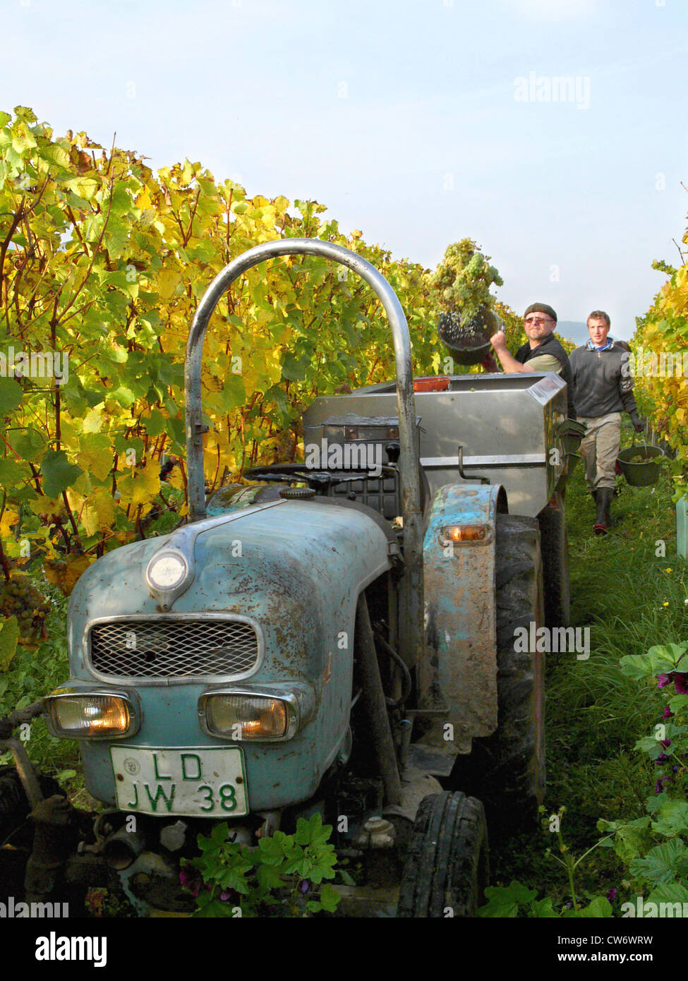 grape-vine, vine (Vitis vinifera), old tractor between grapevines, Germany, Rhineland-Palatinate Stock Photo