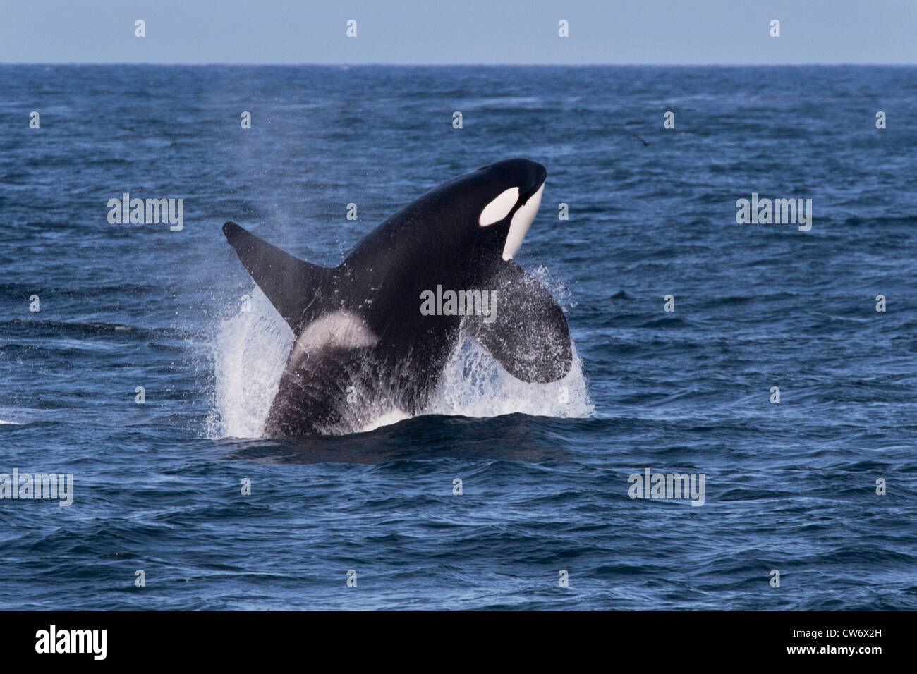 Transient Killer Whale/Orca (Orcinus orca). Large adult male breaching, Monterey, California, Pacific Ocean. Stock Photo