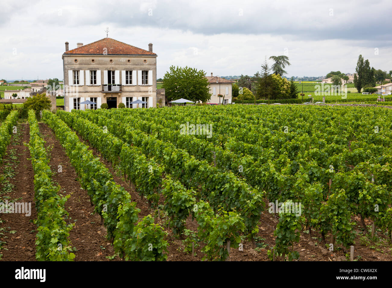 A vineyard in Saint Emilion, Southern France Stock Photo
