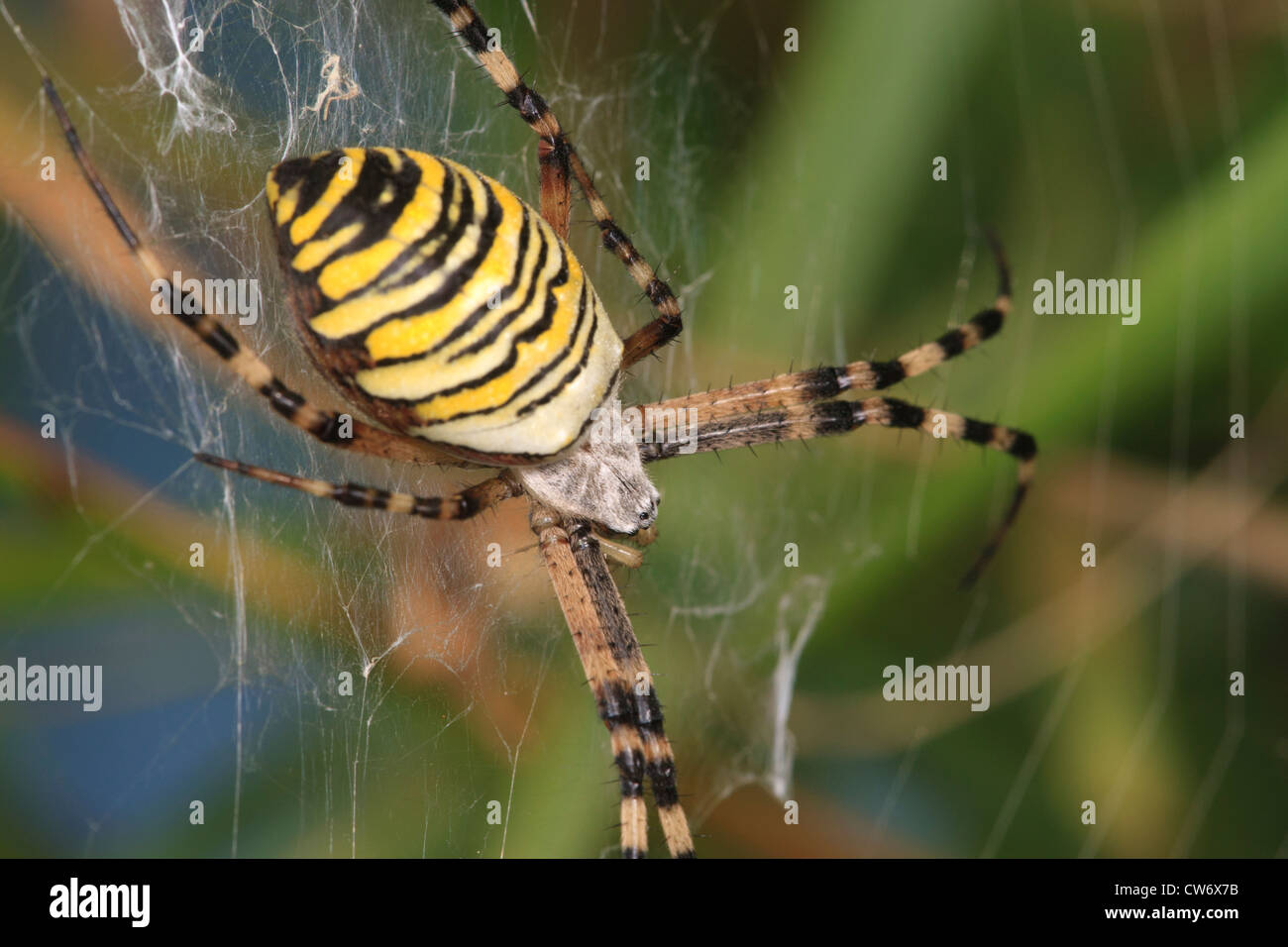 Wasp Spider Argiope bruennichi on web in Epping Forest East London Stock Photo