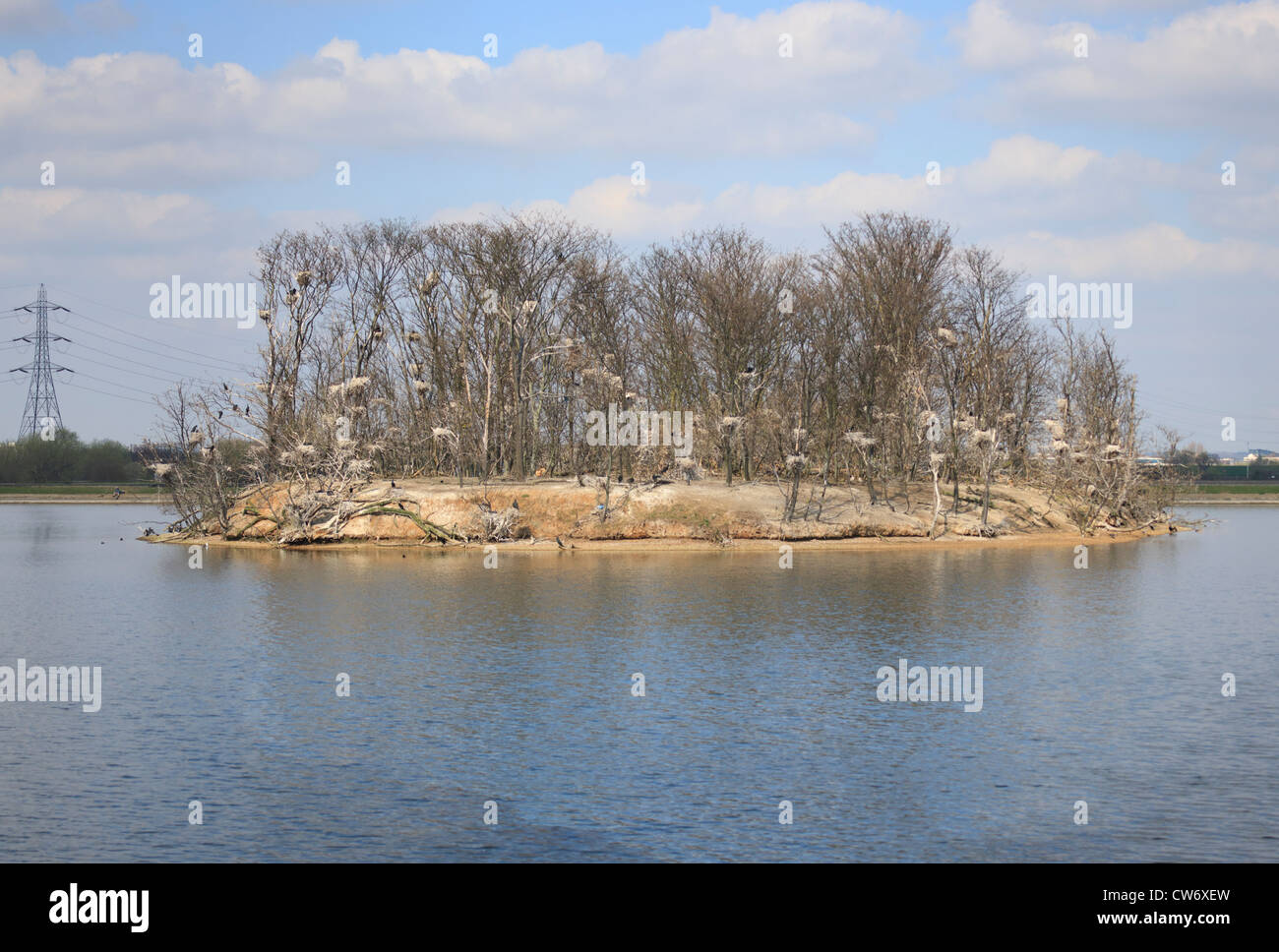 Cormorant colony at Walthamstow reservoirs East London with electricity pylon in the background Stock Photo