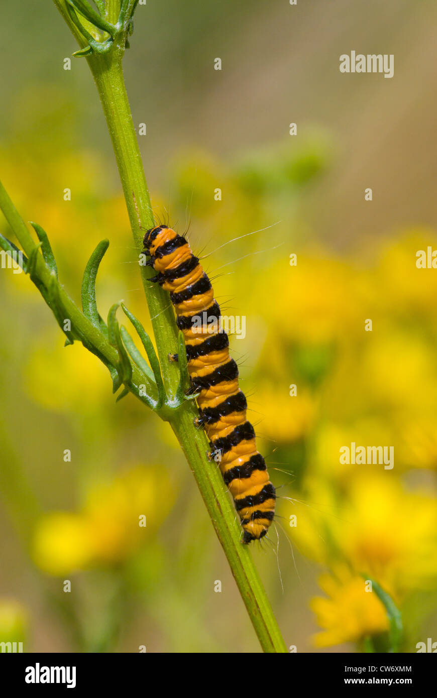 Black and yellow caterpillar hires stock photography and images Alamy