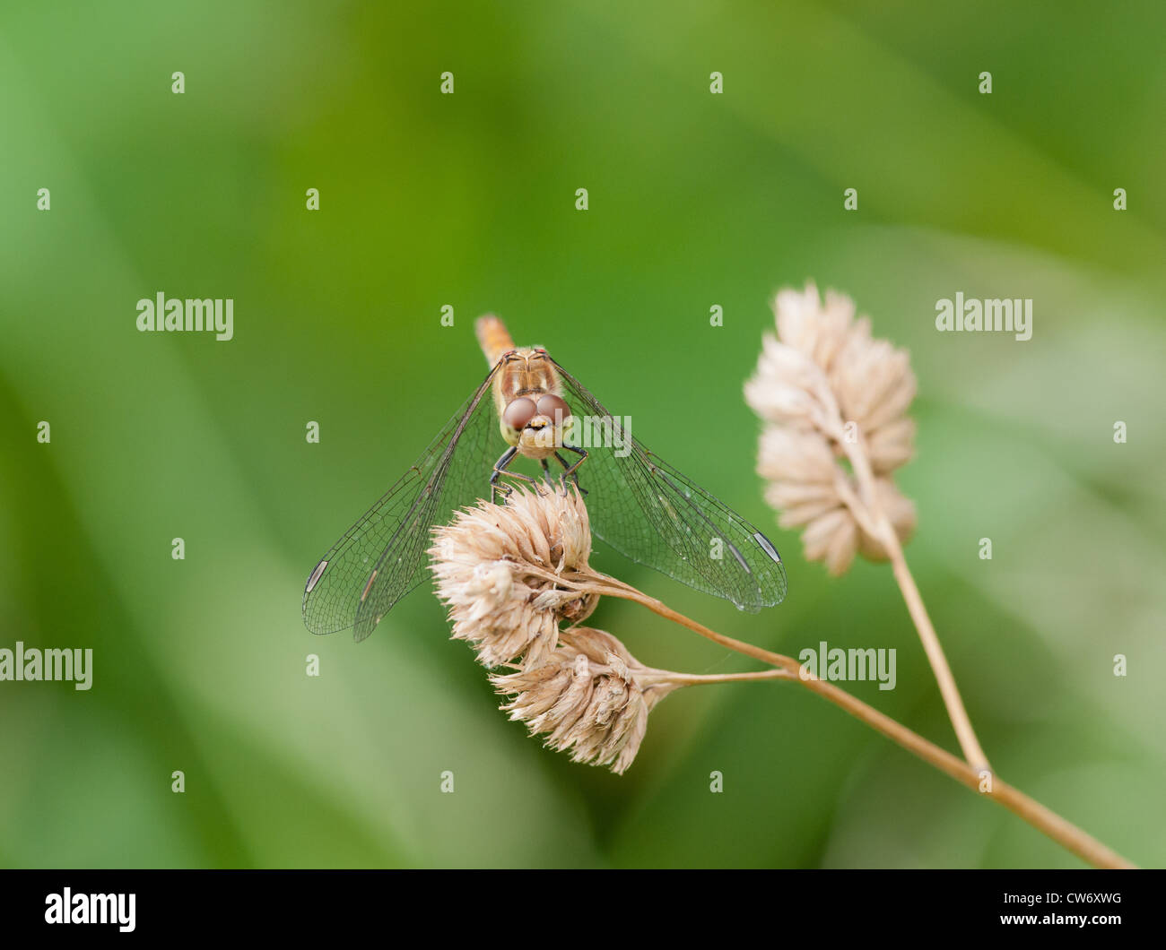 Head-on view of female Common Darter dragonfly Stock Photo