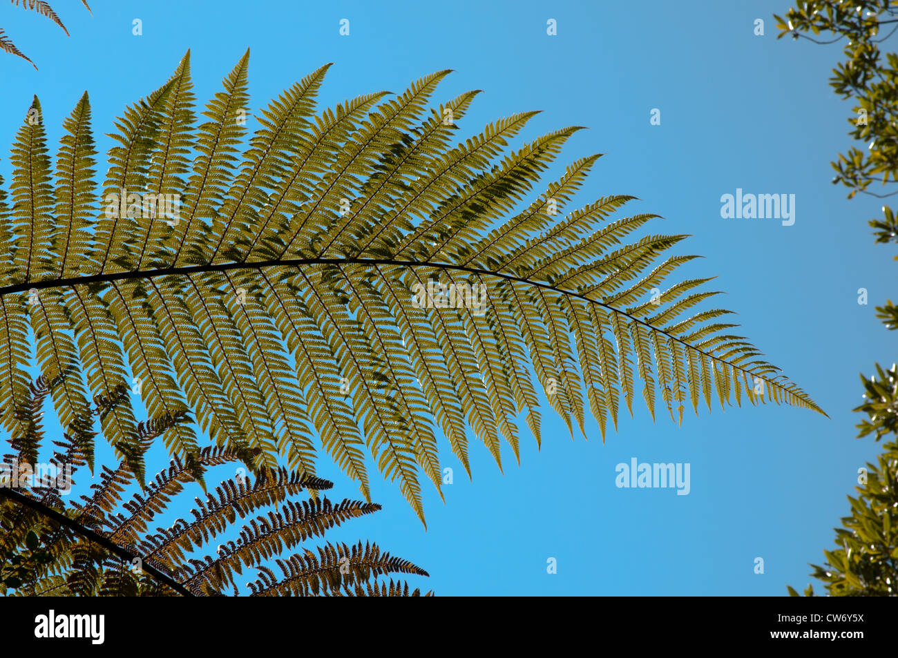 Tree ferns grow in New Zealand some meters high. Here a leave of a tree