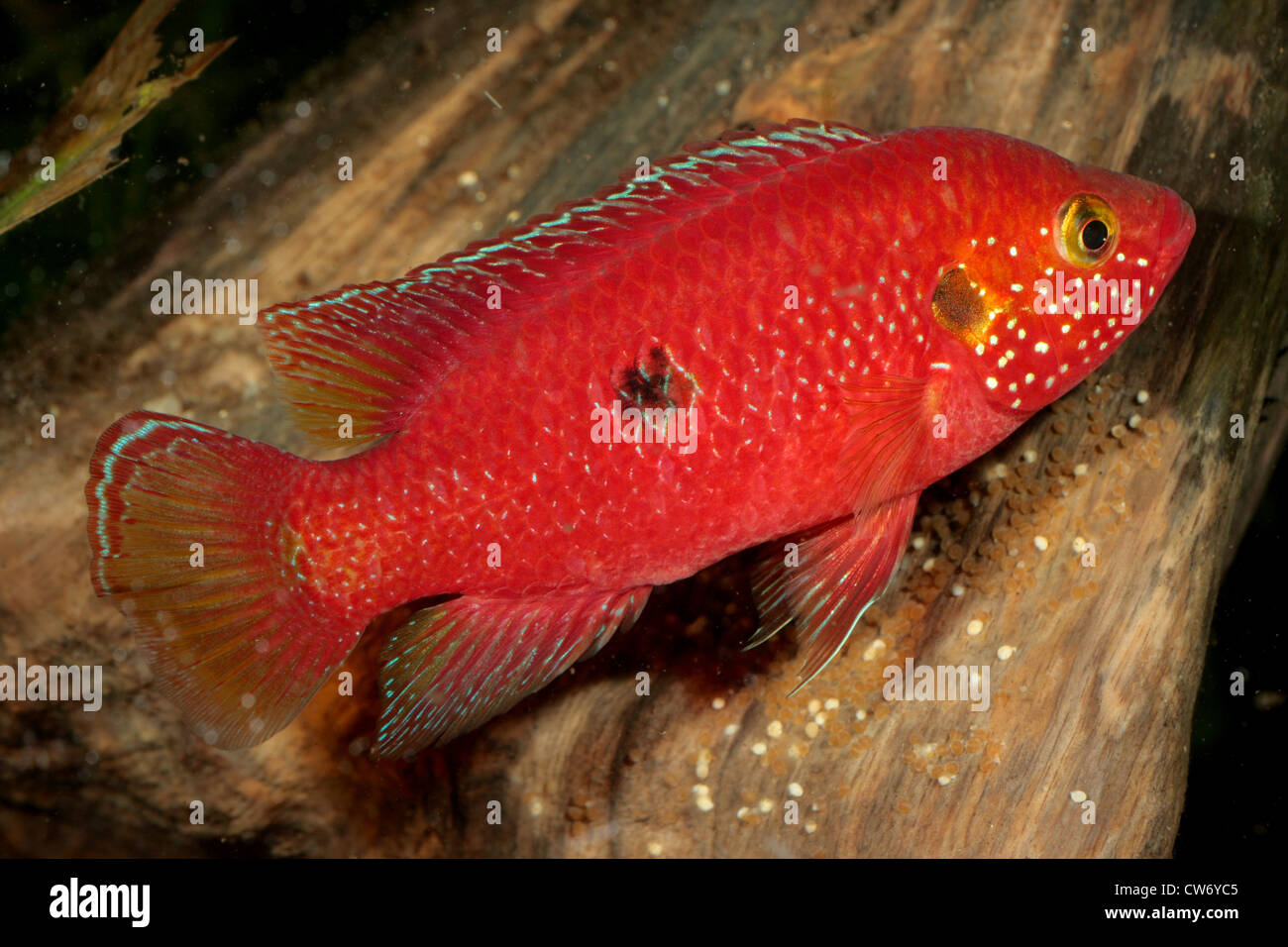 jewel fish, jewelfish, red jewel fish, red cichlid (Hemichromis  spec.), female taking care of the eggs Stock Photo